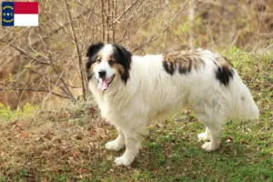 Read more about the article Tornjak breeders and puppies in North Carolina