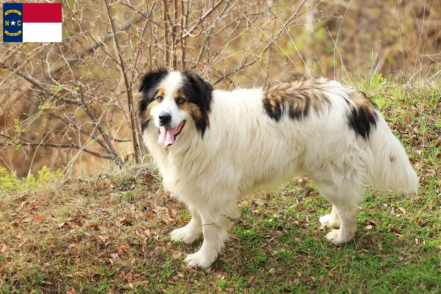 Tornjak puppies and breeders North Carolina Here you can find Tornjak breeders in North Carolina.