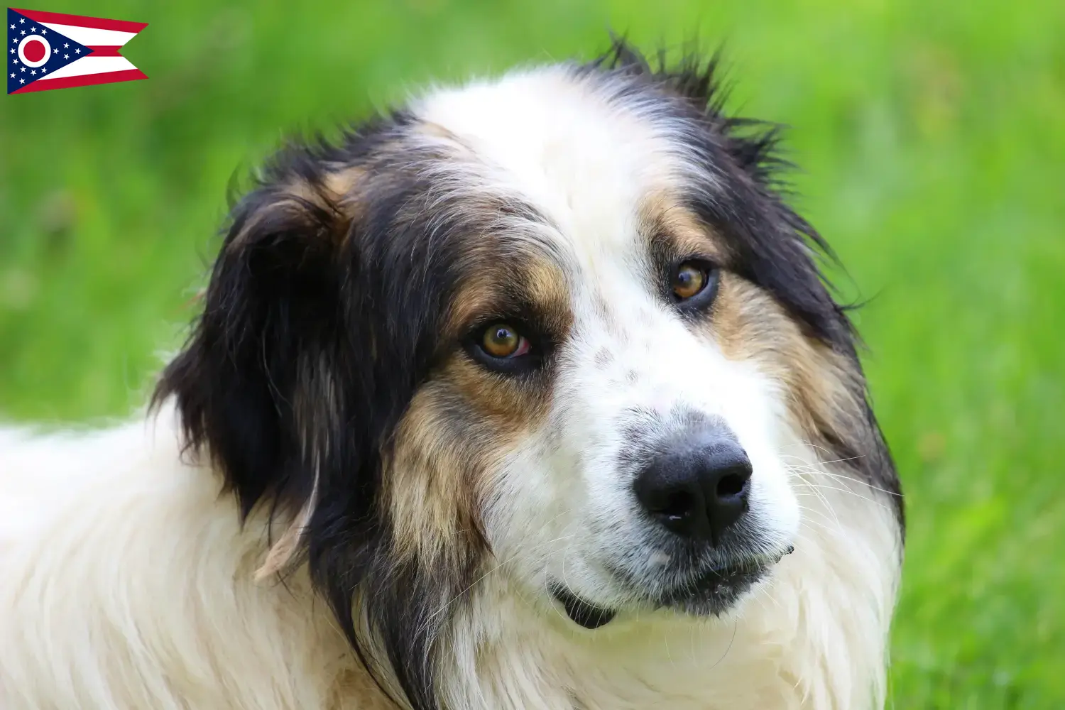 Tornjak puppies and breeders Ohio Here you can find Tornjak breeders in Ohio.
