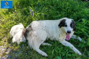 Read more about the article Tornjak breeders and puppies in Oklahoma
