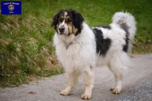 Read more about the article Tornjak breeders and puppies in Oregon