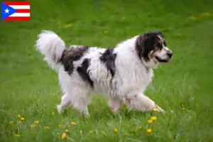 Read more about the article Tornjak breeders and puppies in Puerto Rico