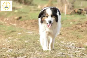 Read more about the article Tornjak breeders and puppies in Rhode Island