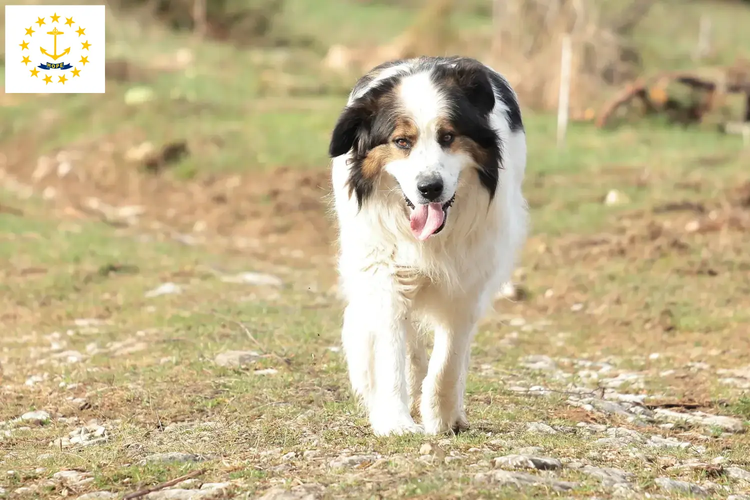 Tornjak puppies and breeders Rhode Island Here you can find Tornjak breeders in Rhode Island.