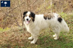 Read more about the article Tornjak breeders and puppies in South Carolina