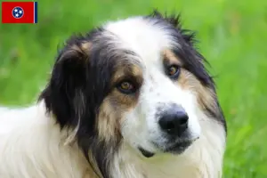 Read more about the article Tornjak breeders and puppies in Tennessee