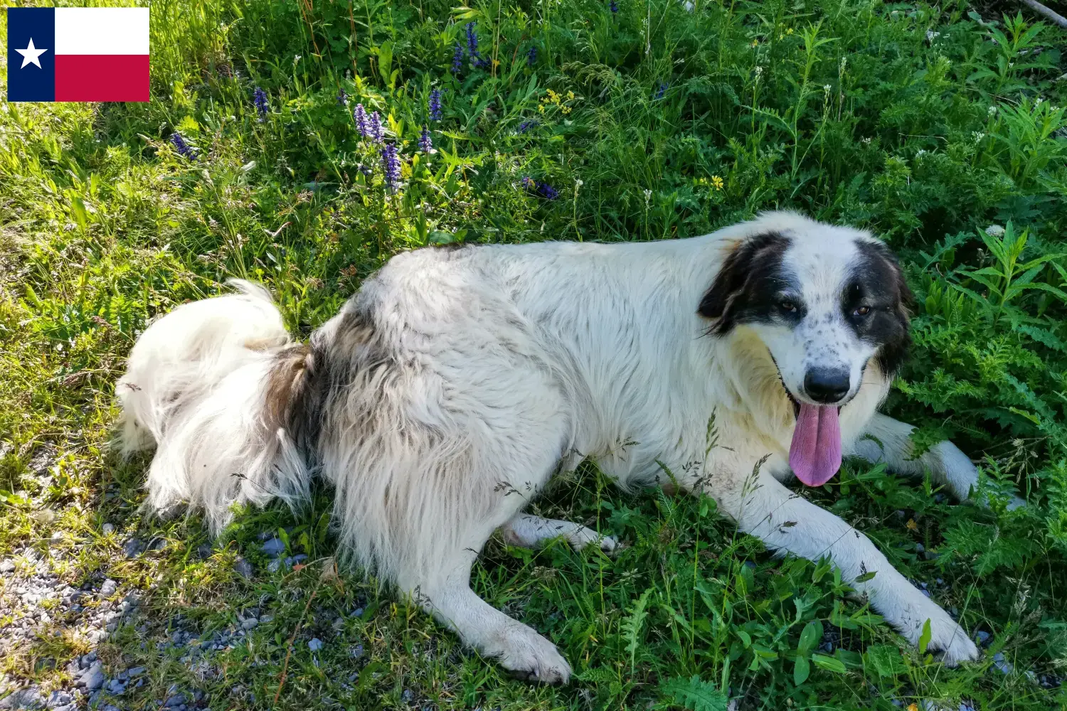 Read more about the article Tornjak breeders and puppies in Texas
