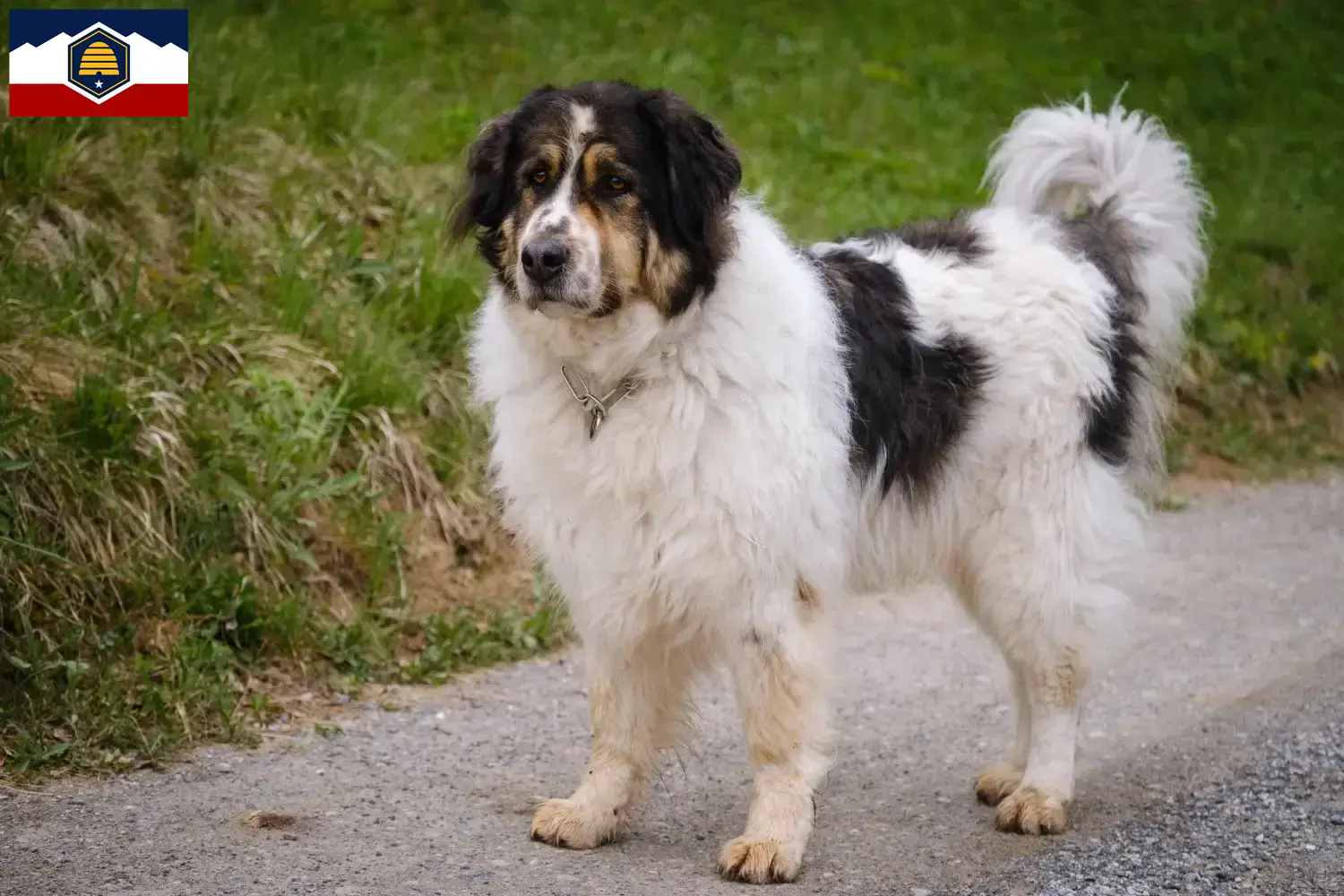 Read more about the article Tornjak breeders and puppies in Utah