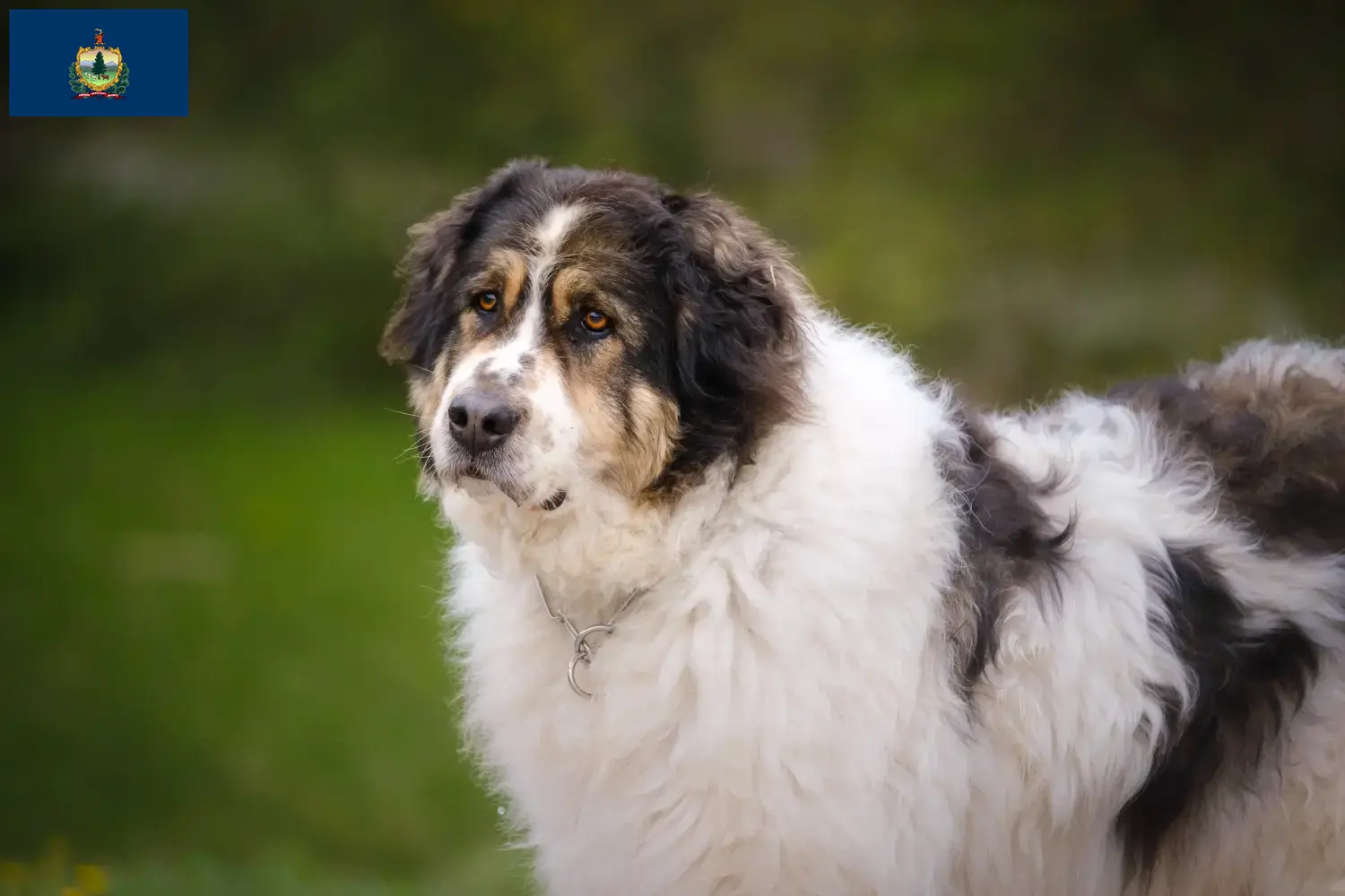 Read more about the article Tornjak breeders and puppies in Vermont