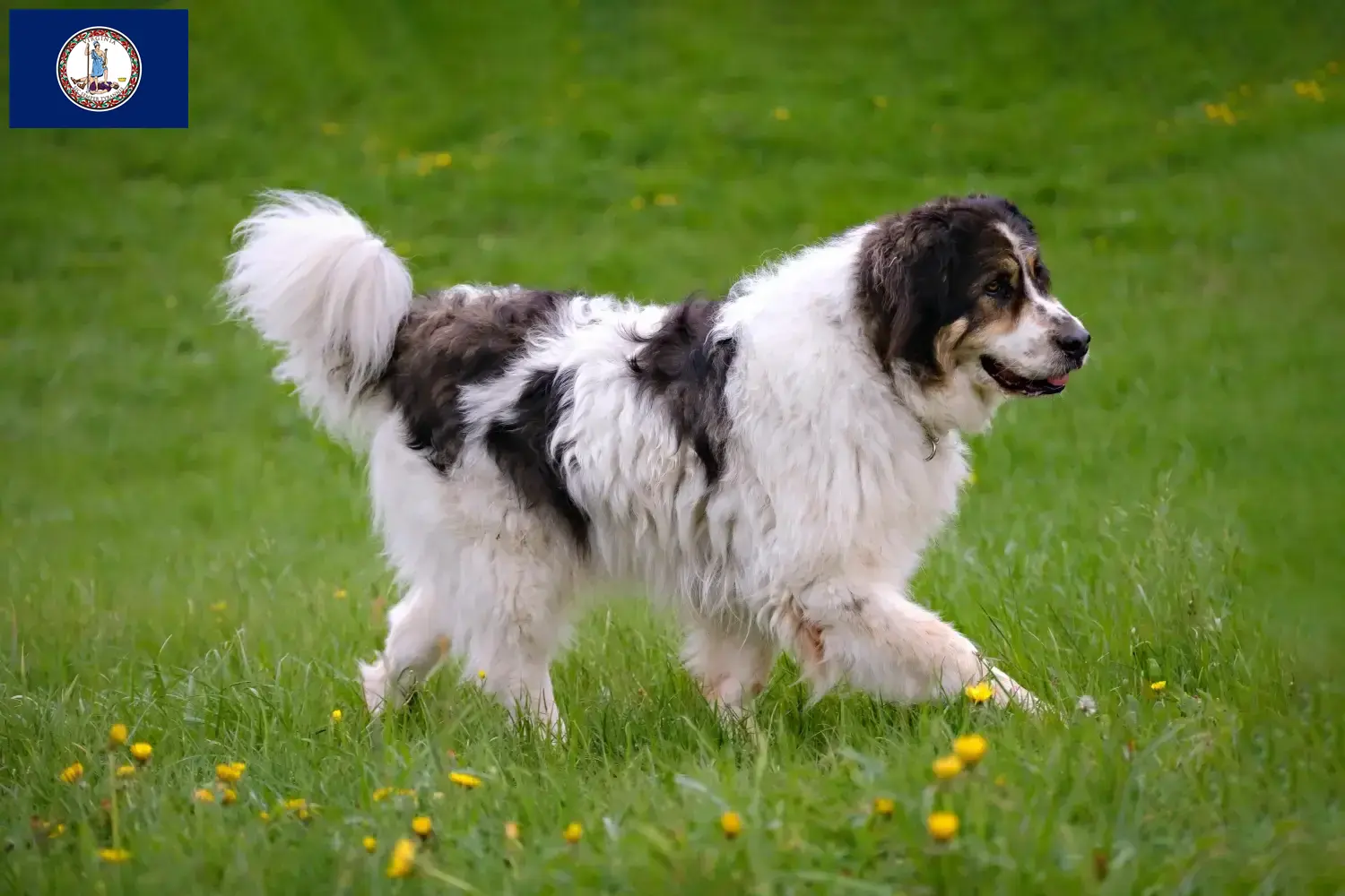 Read more about the article Tornjak breeders and puppies in Virginia
