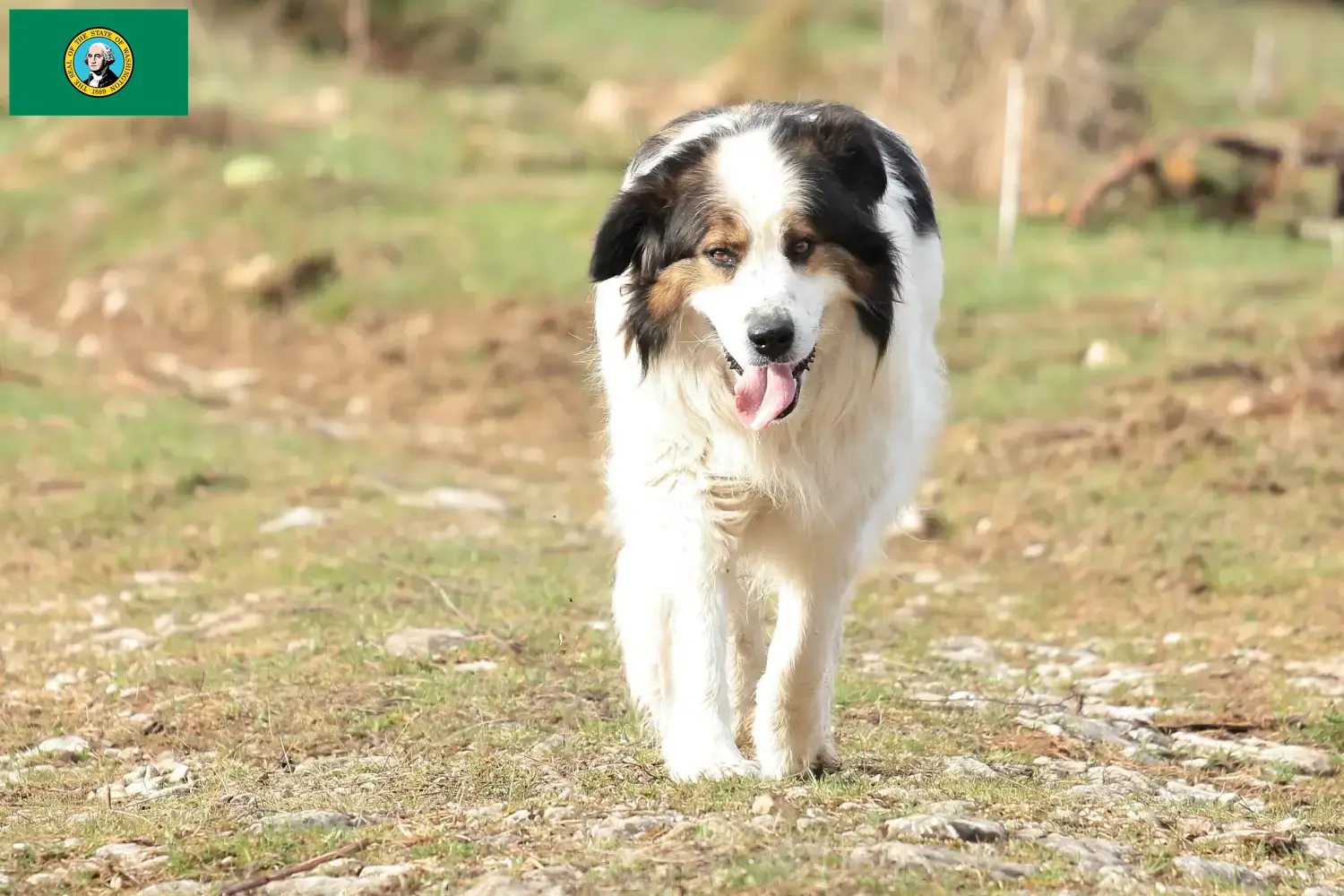 Read more about the article Tornjak breeders and puppies in Washington