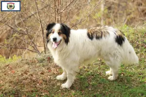 Read more about the article Tornjak breeders and puppies in West Virginia