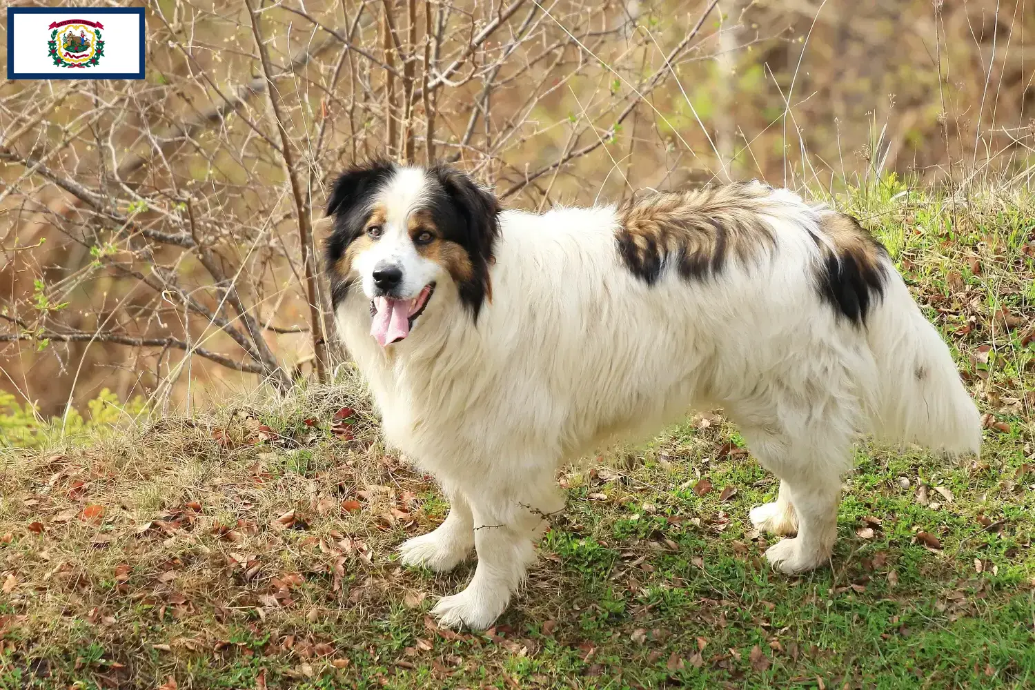 Read more about the article Tornjak breeders and puppies in West Virginia