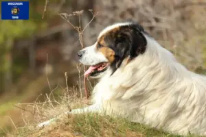 Read more about the article Tornjak breeders and puppies in Wisconsin