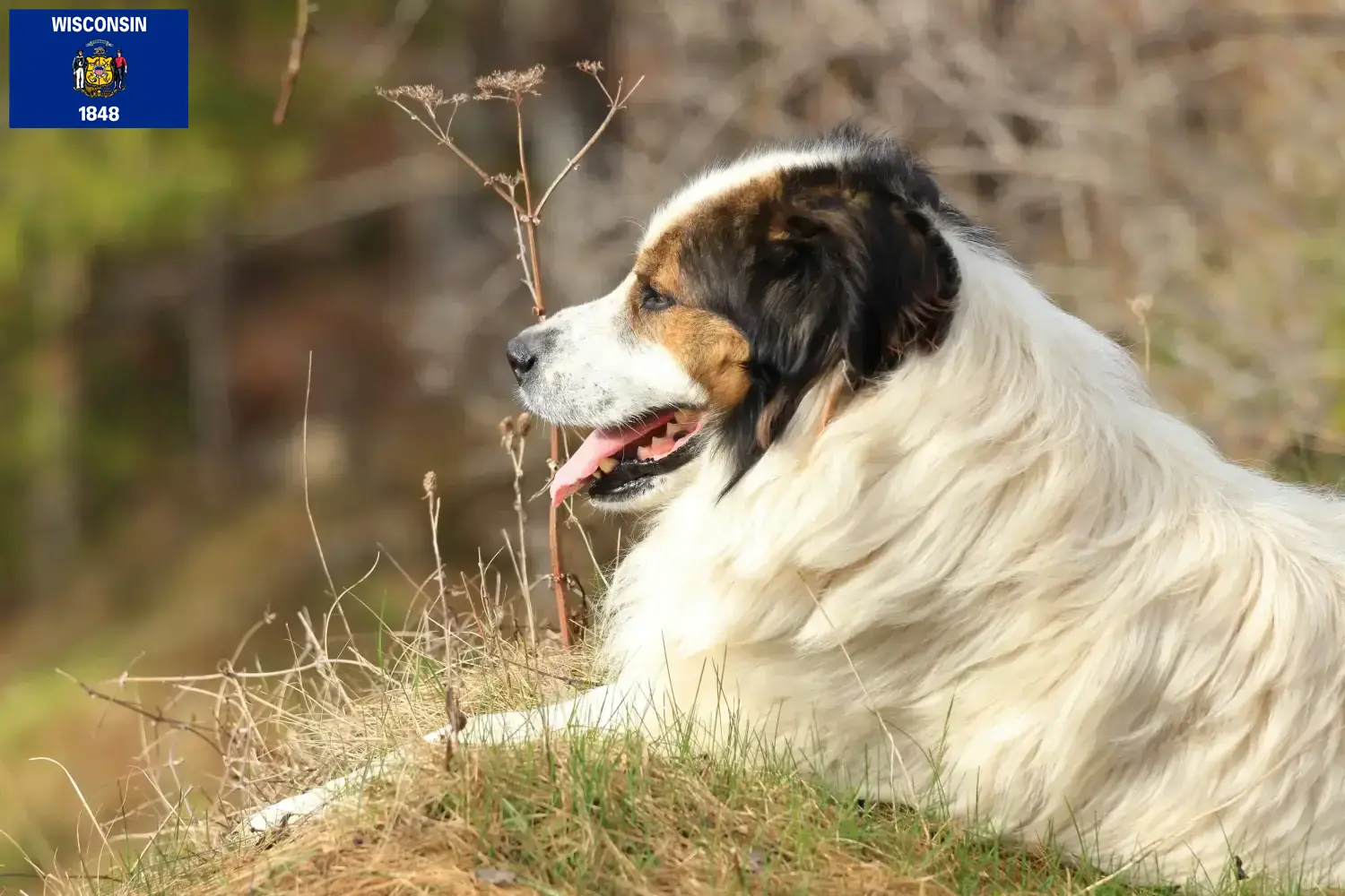 Read more about the article Tornjak breeders and puppies in Wisconsin