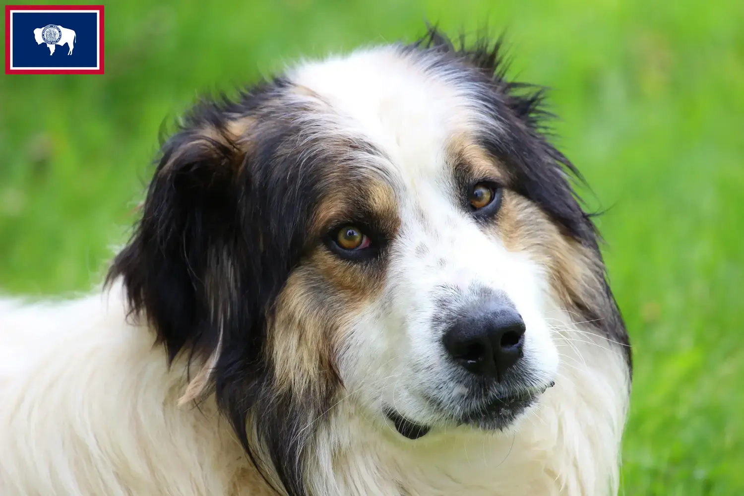 Read more about the article Tornjak breeders and puppies in Wyoming