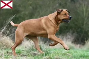 Read more about the article Tosa breeders and puppies in Alabama