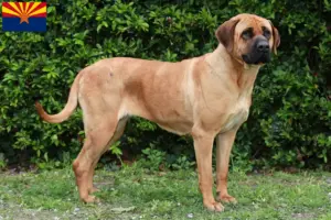 Read more about the article Tosa breeders and puppies in Arizona