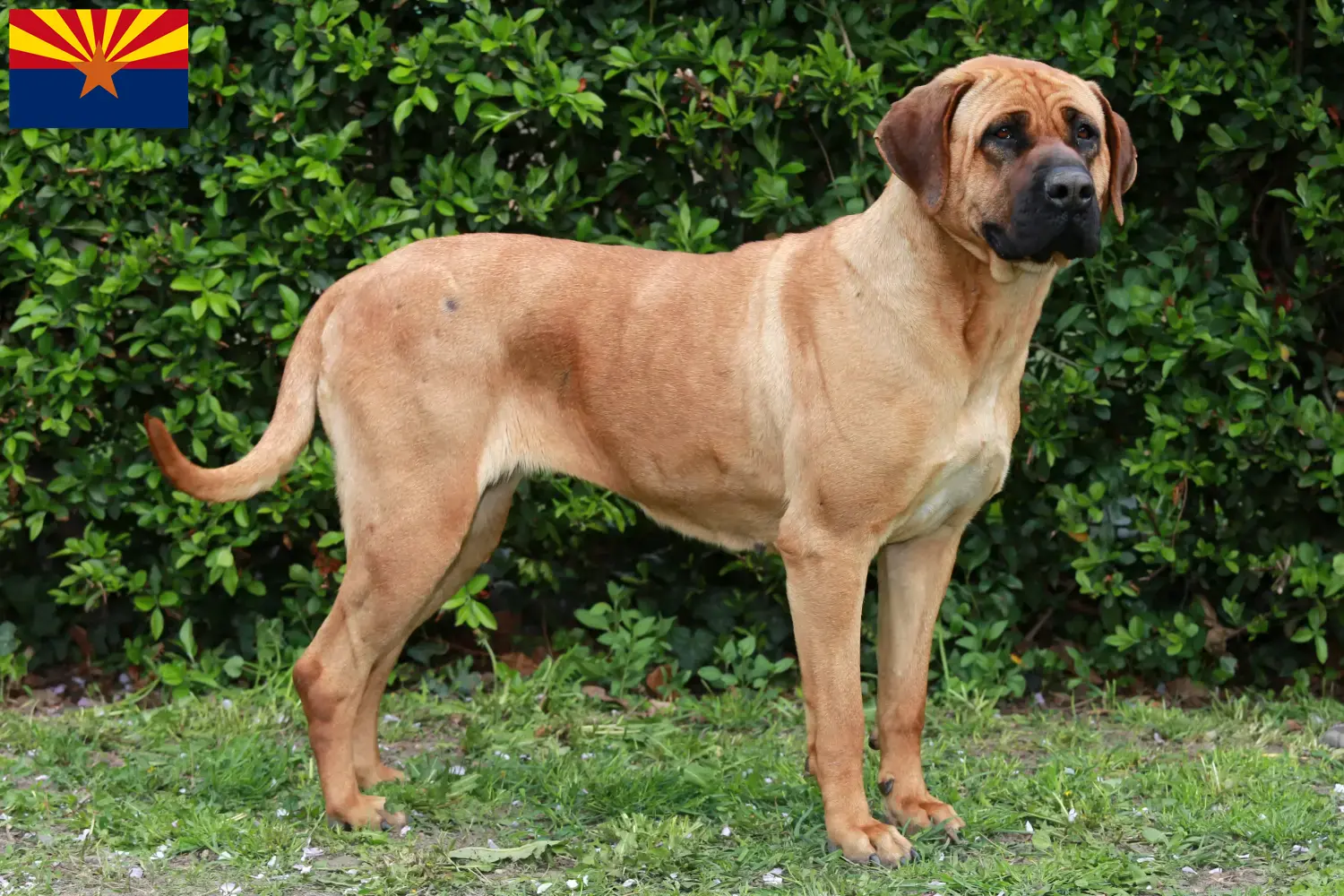 Tosa puppies and breeder Arizona Find Tosa breeders in Arizona here.