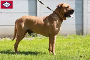 Read more about the article Tosa breeders and puppies in Arkansas