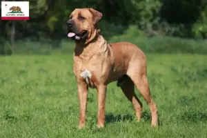 Read more about the article Tosa breeders and puppies in California