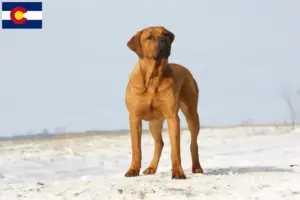 Read more about the article Tosa breeders and puppies in Colorado