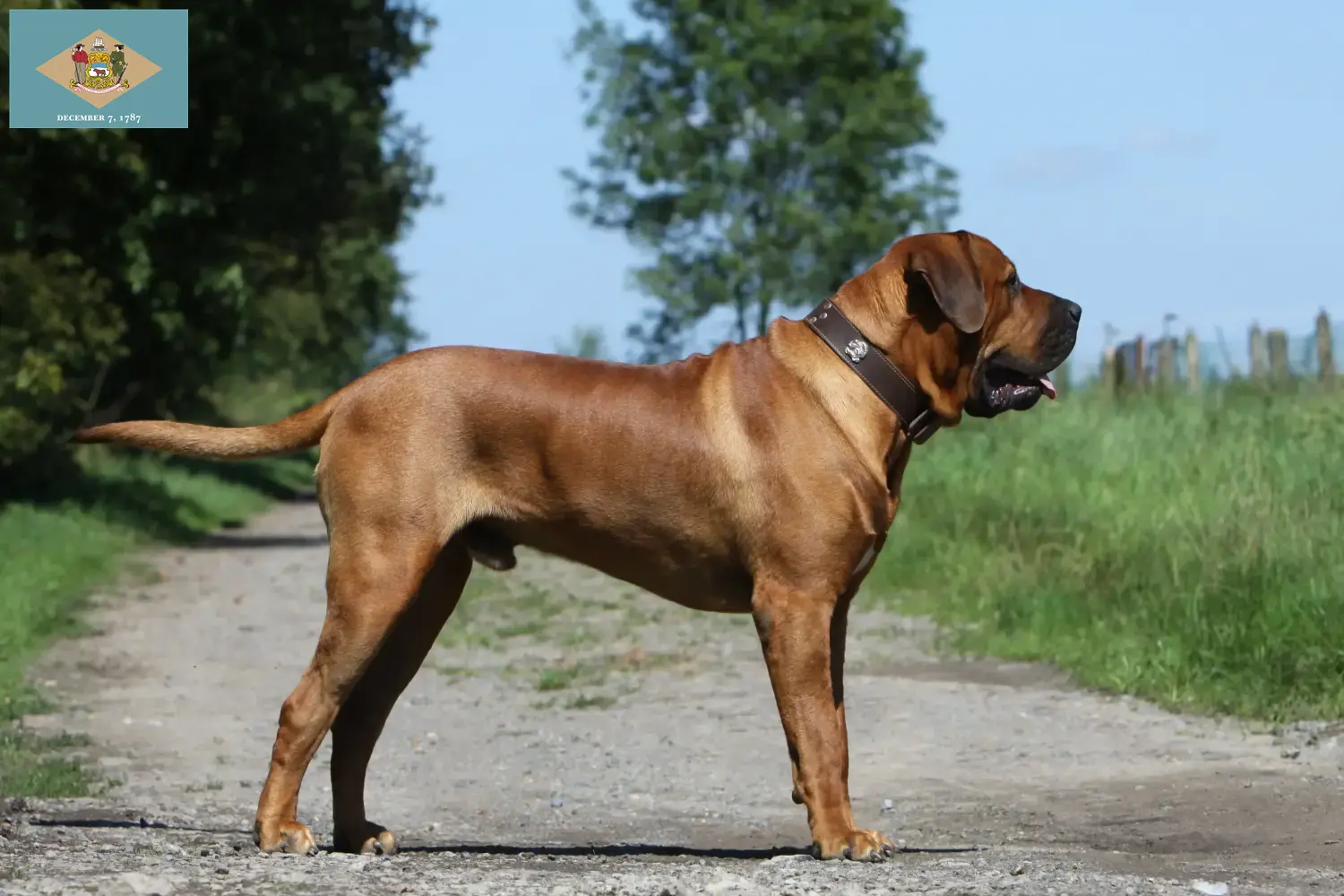 Tosa puppies and breeder Delaware Find Tosas breeders in Delaware here.