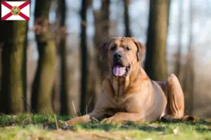 Read more about the article Tosa breeders and puppies in Florida