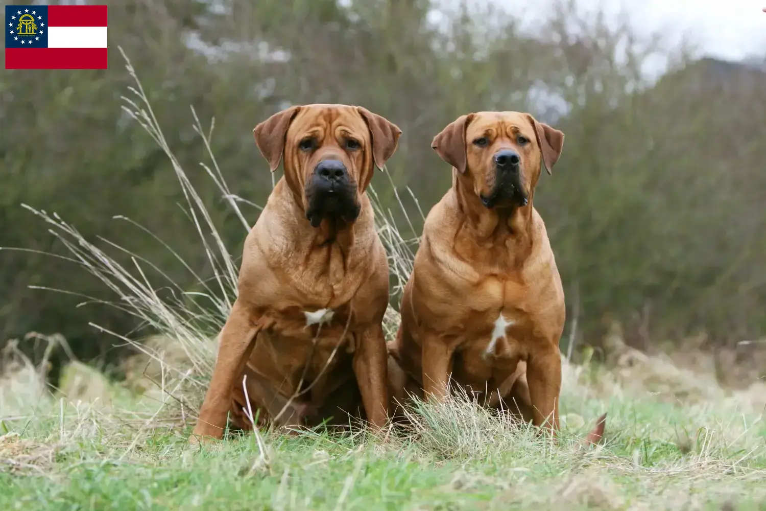 Tosa puppies and breeder Georgia Find Tosa breeders in Georgia here.