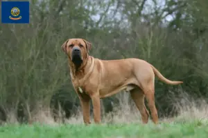 Read more about the article Tosa breeders and puppies in Idaho