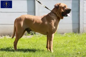 Read more about the article Tosa breeders and puppies in Indiana