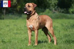 Read more about the article Tosa breeders and puppies in Iowa