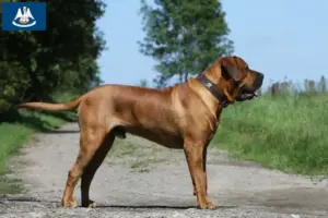 Read more about the article Tosa breeders and puppies in Louisiana