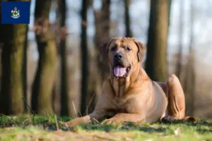 Read more about the article Tosa breeders and puppies in Maine