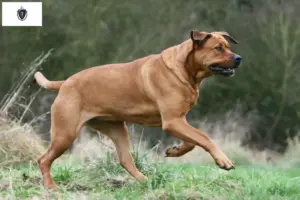 Read more about the article Tosa breeders and puppies in Massachusetts