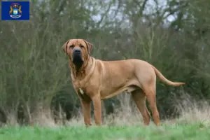 Read more about the article Tosa breeders and puppies in Michigan