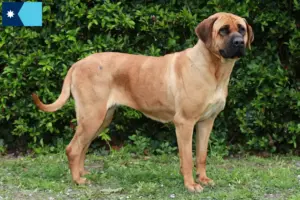 Read more about the article Tosa breeders and puppies in Minnesota