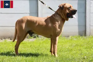 Read more about the article Tosa breeders and puppies in Mississippi
