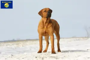 Read more about the article Tosa breeders and puppies in Montana