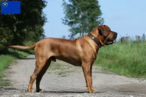 Read more about the article Tosa breeders and puppies in Nevada