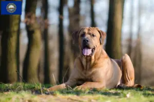 Read more about the article Tosa breeders and puppies in New Hampshire