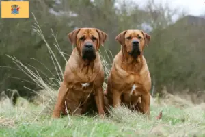 Read more about the article Tosa breeders and puppies in New Jersey