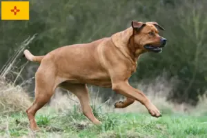 Read more about the article Tosa breeders and puppies in New Mexico