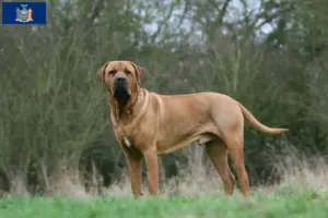 Read more about the article Tosa breeders and puppies in New York