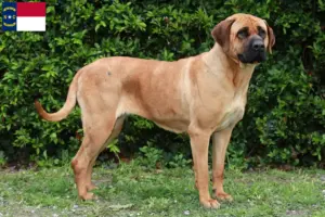 Read more about the article Tosa breeders and puppies in North Carolina