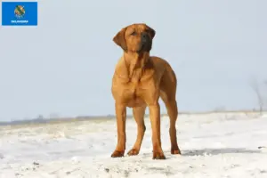 Read more about the article Tosa breeders and puppies in Oklahoma