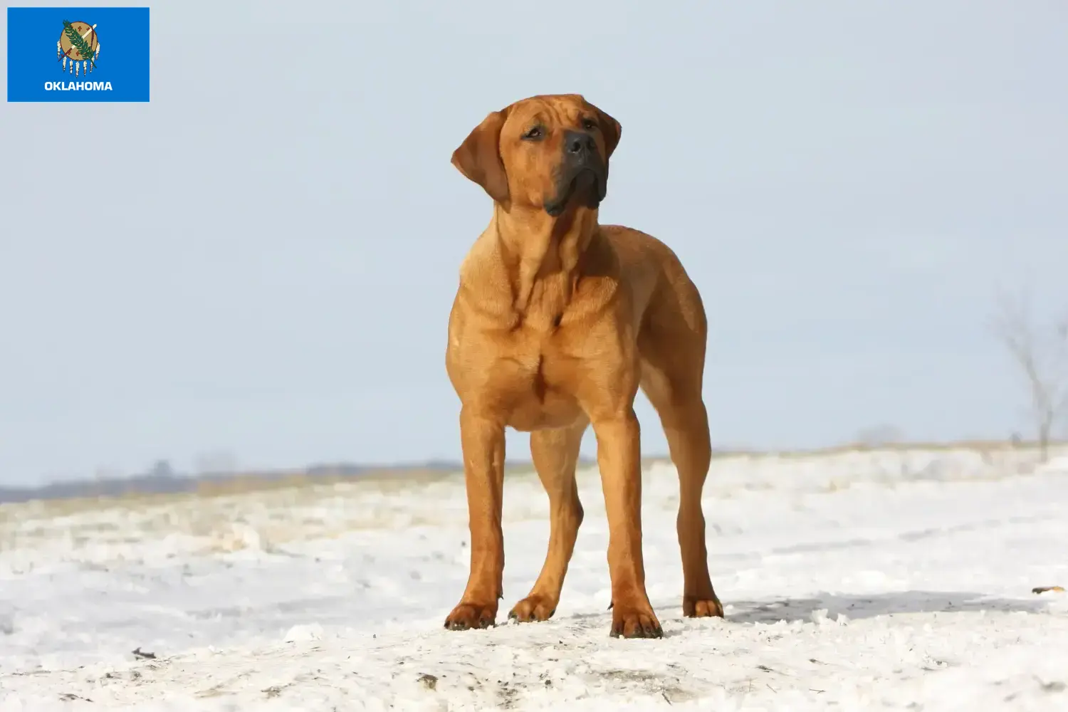 Read more about the article Tosa breeders and puppies in Oklahoma