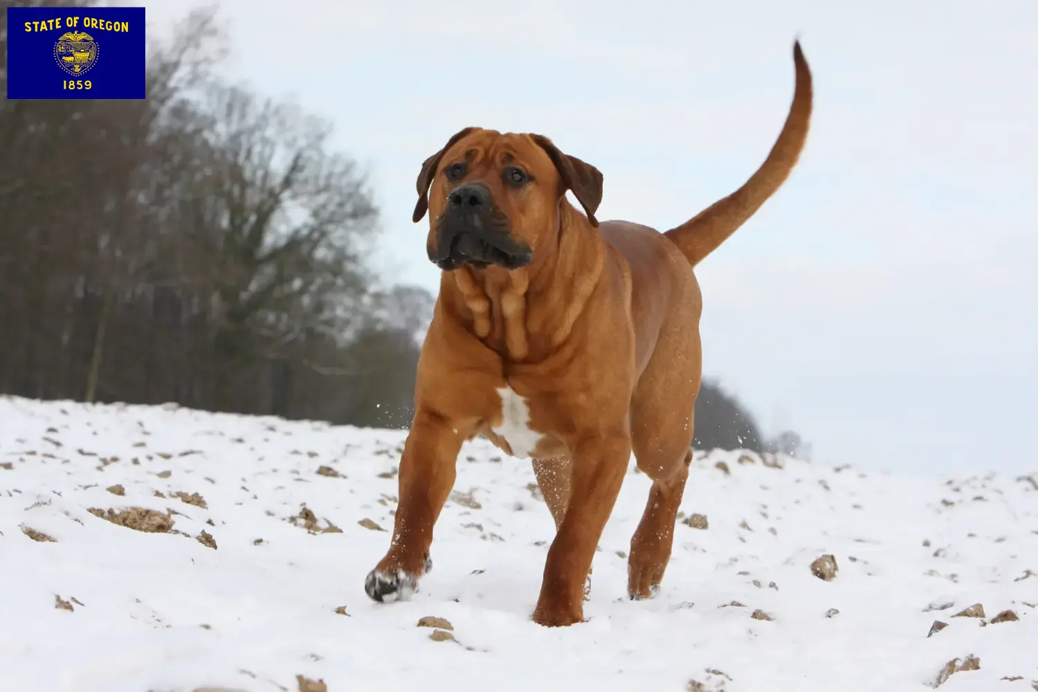 Read more about the article Tosa breeders and puppies in Oregon