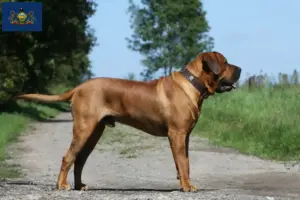 Read more about the article Tosa breeders and puppies in Pennsylvania