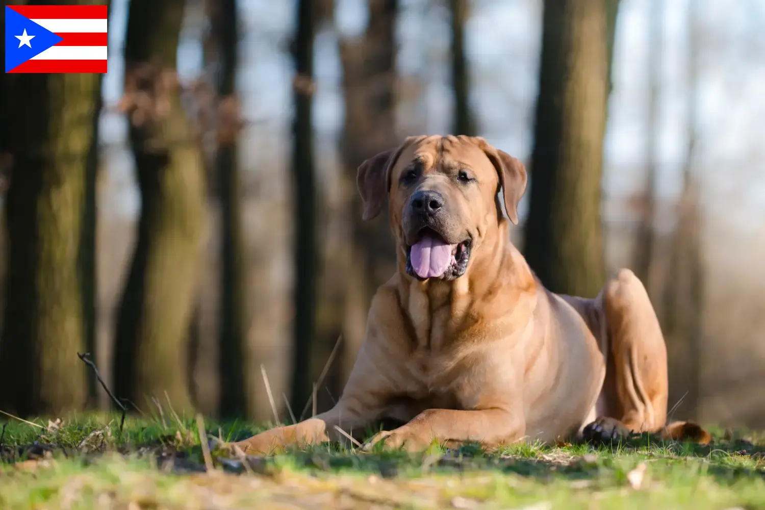 Read more about the article Tosa breeders and puppies in Puerto Rico